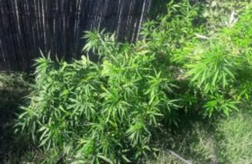 Secuestraron 50 kilos de marihuana en San Martín