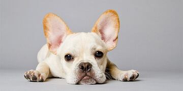 Son varias las que fueron alteradas genéticamente. (Foto: Web)