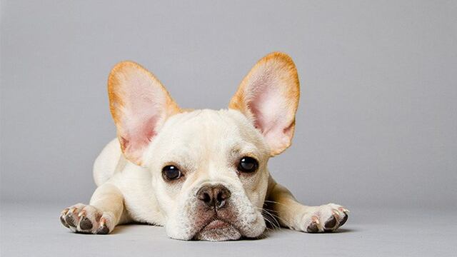 Son varias las que fueron alteradas genéticamente. (Foto: Web)