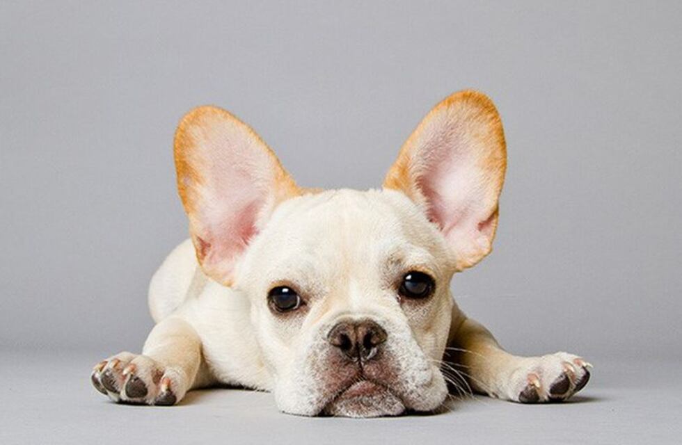 La triste razón por la que no deberías comprar estas razas de perros