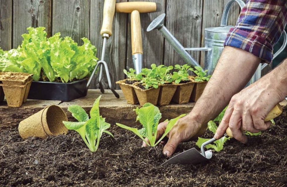 Cómo hacer una huerta en casa y las claves para un buen compost