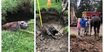 Rescate de un caballo en Canadá\u002E