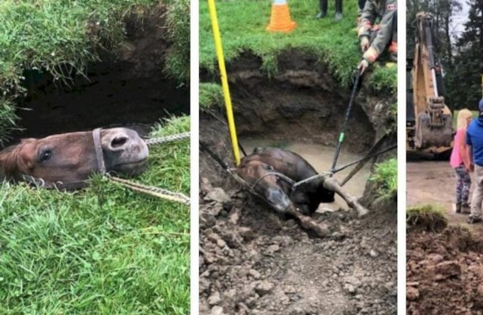 Caballo fue rescatado de un desagüe, corrió una carrera y ganó