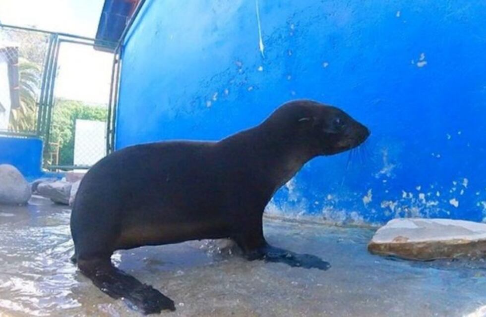 La delegación húngara de remo rescató un lobo marino en Puerto Madero