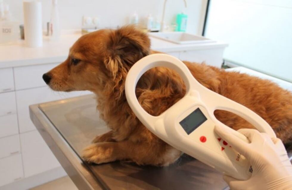 En San Luis quieren identificar a los perros con chips