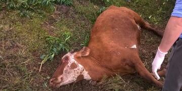 Alerta en Chaco y Formosa ante detección de rabia paresiante