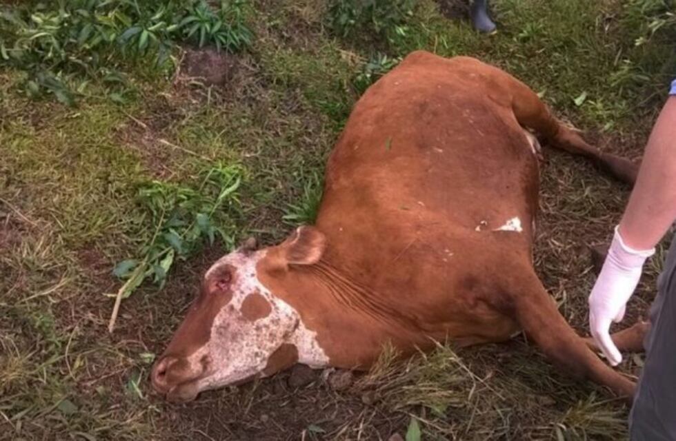 Alerta en Chaco y Formosa ante detección de rabia paresiante