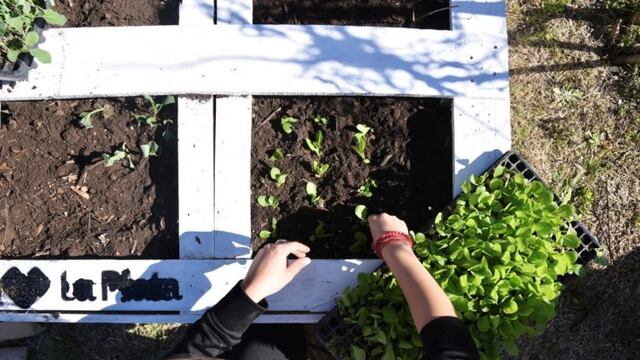 Se busca promover la conciencia ambiental. (Municipalidad de La Plata)