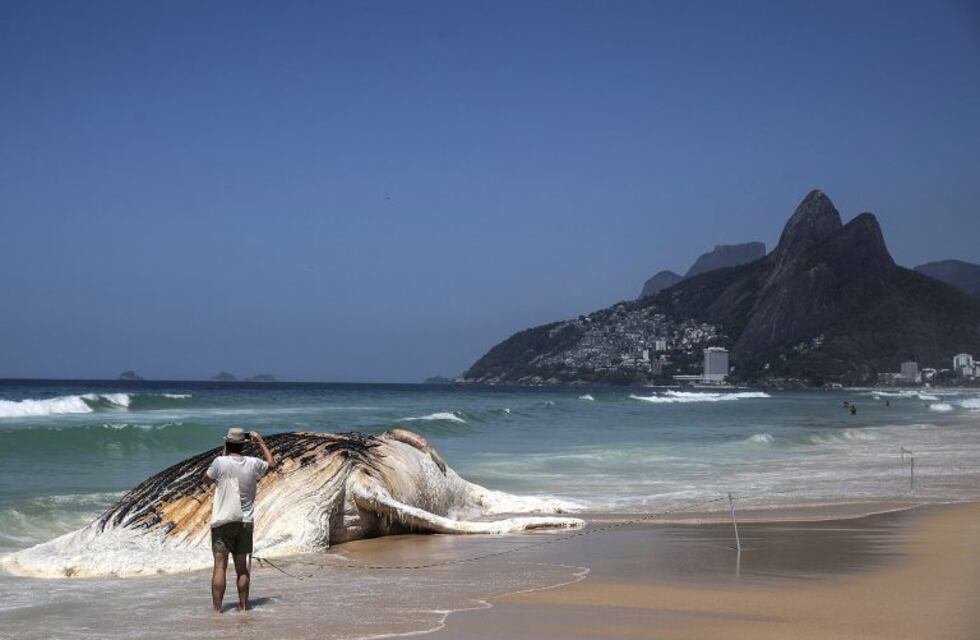 Río de Janeiro: apareció una ballena muerta en la playa