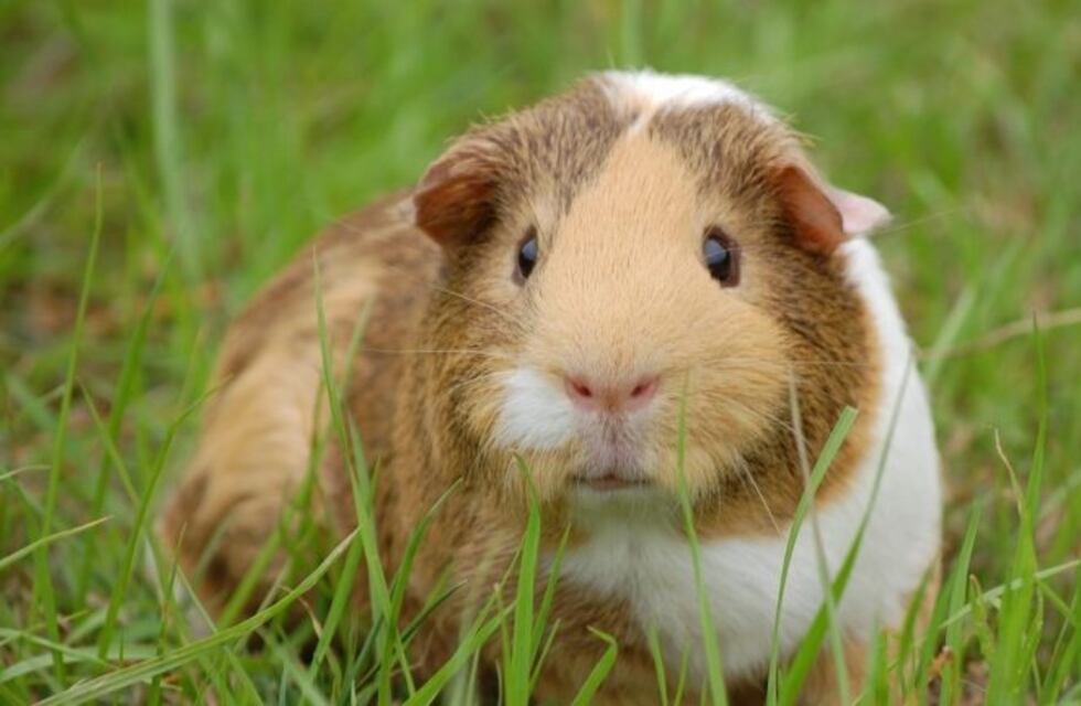 El video del cobayo pelado que se cree un gato esfinge ya es viral