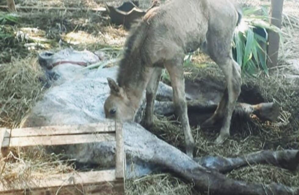 Polémica por maltrato animal tras viralizarse la imagen de una yegua muerta y su cría