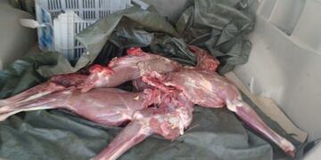 Guanaco faenado - fauna Mendoza