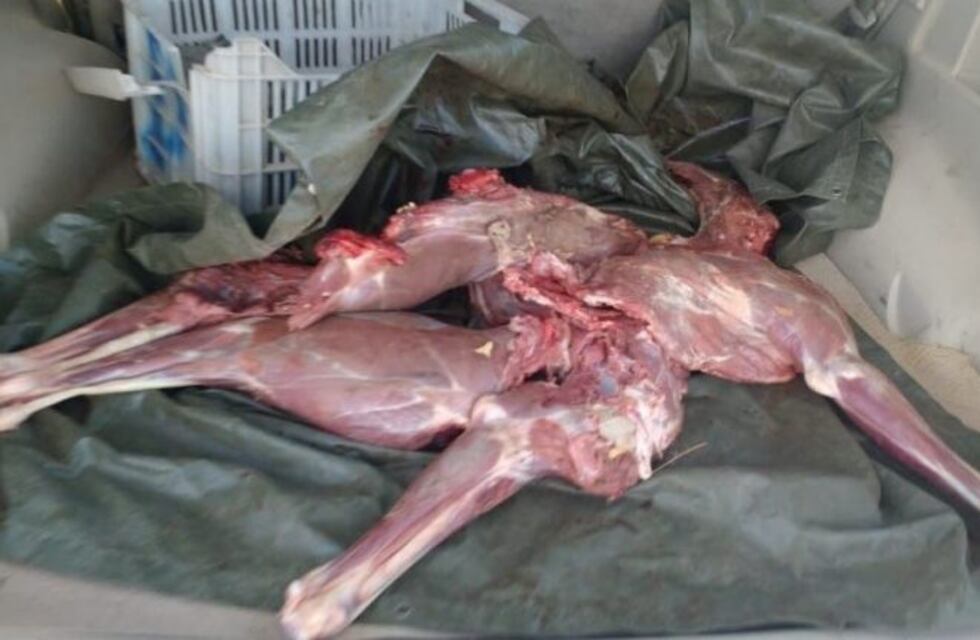 San Carlos: detuvieron a un hombre con un guanaco faenado