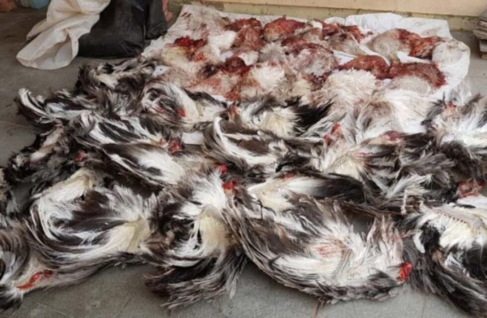 Dos santafecinos cazaron 10 ñandúes y fueron retenidos por la Policía