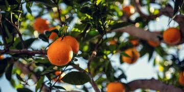 árbol de naranjas - Tim Mossholder - Pexels