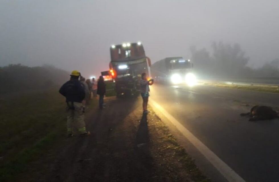 Un colectivo choca animales en la Ruta Nacional 12