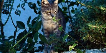 La bacteria es transmitida por animales (AFP)