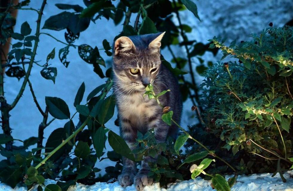 Cómo prevenir la Leptospirosis, transmitida por animales