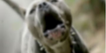 El tremendo episodio se registró en la zona de 147 entre 71 bis y 72, en Los Hornos (Imagen ilustrativa)\u002E