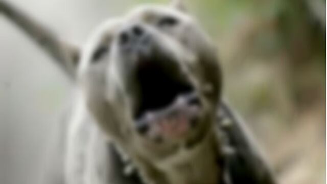 El ataque fue de un perro de raza pitbull\u002E