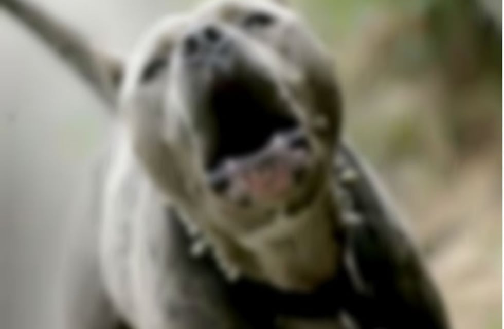 Una joven evitó que dos perros atacaran el cochecito de su hija de dos años y terminó mordida