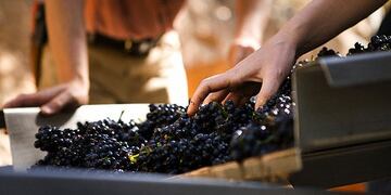 ACOMPAÑA CRÓNICA: CHILE VINOS AME3048\u002E VALPARAISO (CHILE), 07/09/2020\u002E- Un hombre recorre en un tractor los viñedos ayudando en el control de maleza en la agricultura orgánica de la viña Emiliana el 3 de septiembre de 2020, ubicada en la comuna de Casablanca, ciudad de Valparaíso (Chile)\u002E Chile, uno de los mayores productores de vino del mundo, ha logrado renovar el milenario arte de la elaboración de la bebida con apuestas como los vinos \