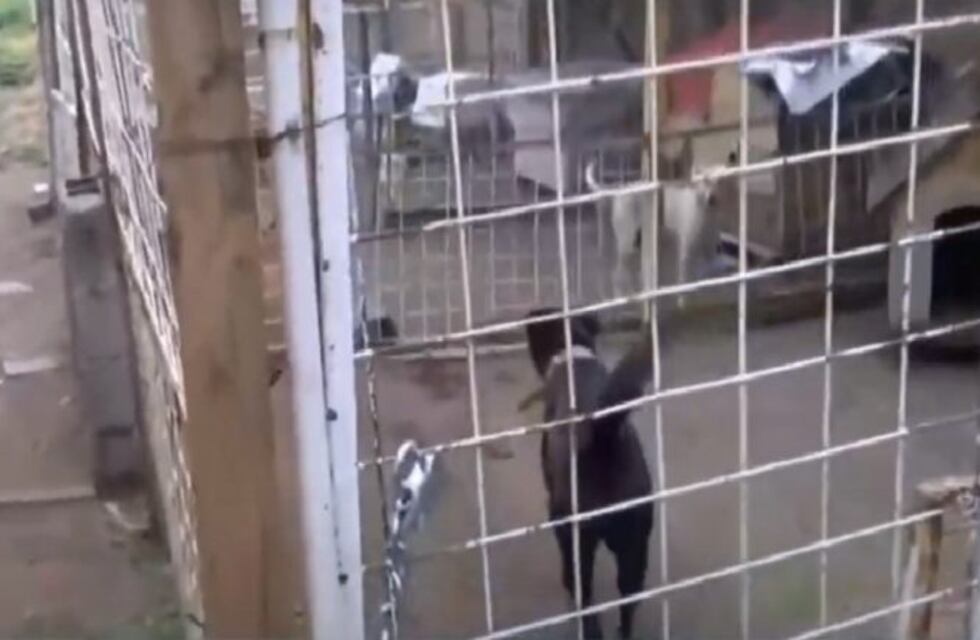 Proteccionistas protestaron para que no cierren un centro de recuperación de animales en Córdoba