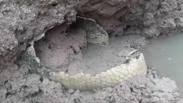El hallazgo del gliptodonte fue en la zona del río Ctalamochita, en cercanías de Bell Ville\u002E (Municipalidad de Bell Ville)
