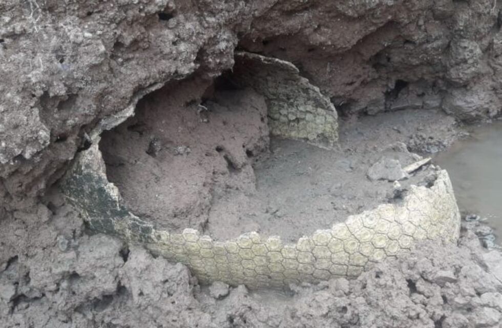 Bell Ville: encontraron restos fósiles de un gliptodonte en el río