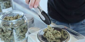 Cannabis medicinal\u002E AGLP\u002E