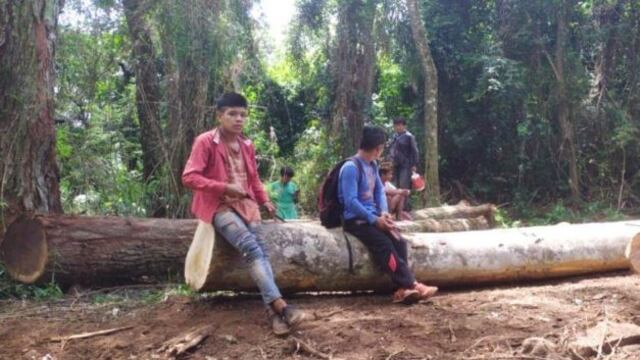 Integrantes de las comunidades instalaron un campamento para evitar que continúe la extracción de madera nativa\u002E
