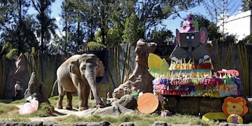 Cumpleaños de la elefanta Trompita, en Guatemala (Web)