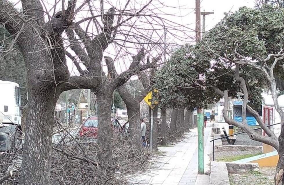 Podarán 10.000 árboles en Salsipuedes a solicitud de EPEC
