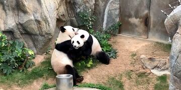 Gracias a la cuarentena, dos pandas se aparearon por primera vez en diez años\u002E (AFP)