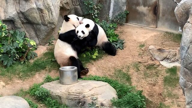 Gracias a la cuarentena, dos pandas se aparearon por primera vez en diez años\u002E (AFP)