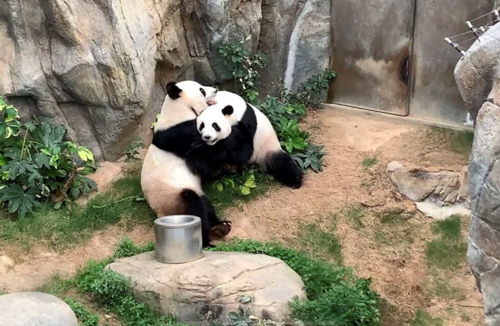 Gracias a la cuarentena, dos pandas se aparearon por primera vez en diez años