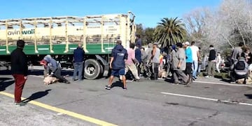 Volcó un camión con cerdos y los vecinos violaron la cuarentena para faenarlos