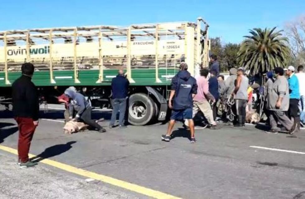 Volcó un camión con cerdos y los vecinos violaron la cuarentena para faenarlos