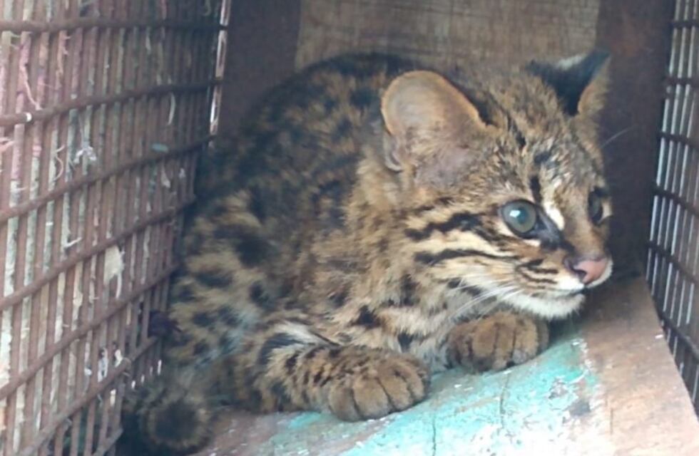 Rescataron a un Gato Tirica y lo devolvieron a su hábitat natural