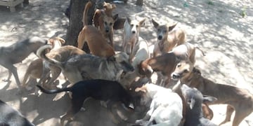 Perros desnutridos en el Chaco Salteño (Facebook Pedro Gallardo)