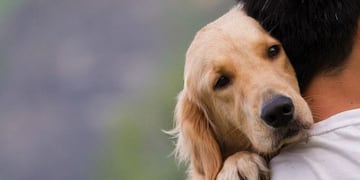 Revelan qué hace y siente un perro antes de morir\u002E