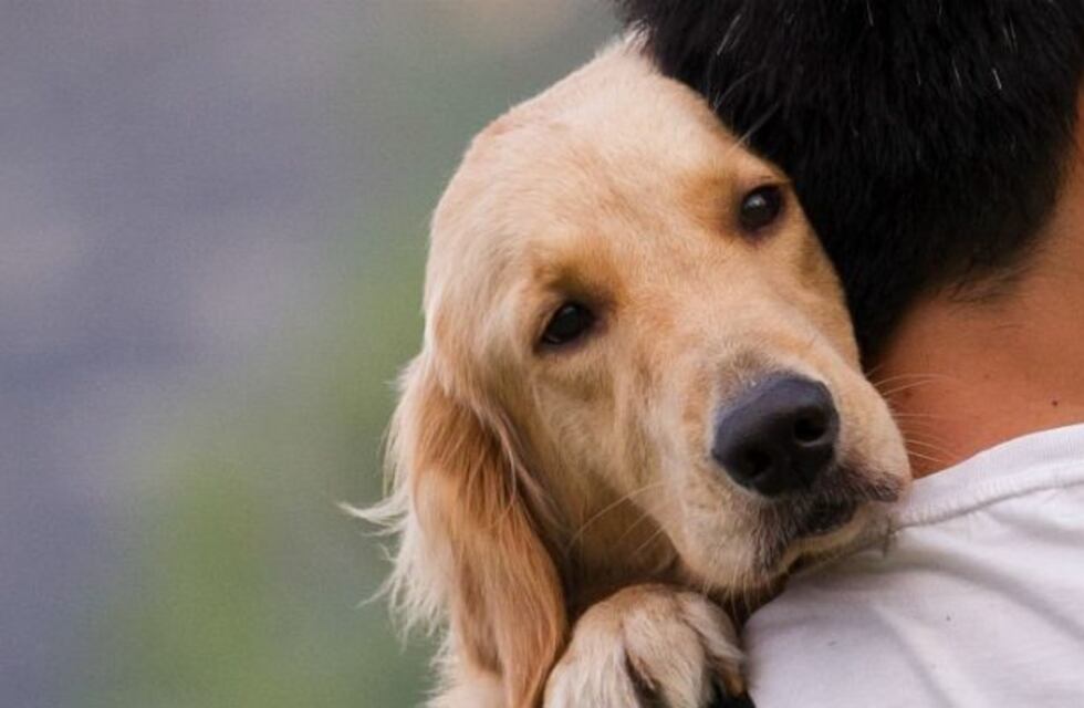 Revelan qué hace y siente un perro antes de morir
