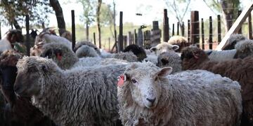 Majada de ovejas en las sierras del sur de Misiones\u002E