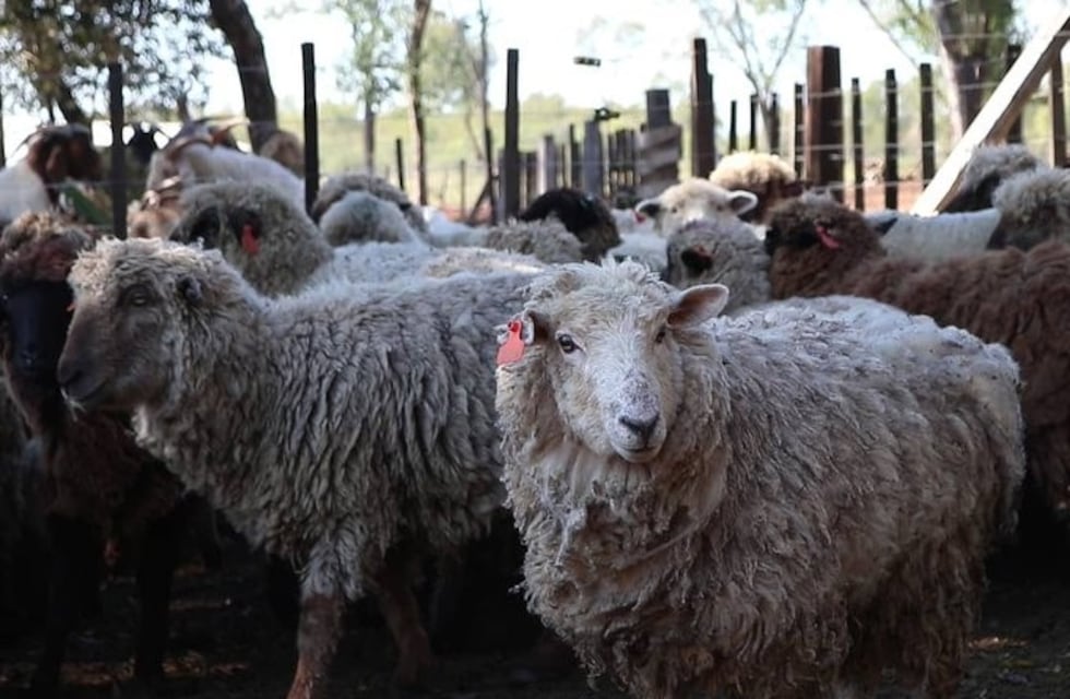 Más de 6 toneladas de alfalfa y maíz para los productores de Fachinal