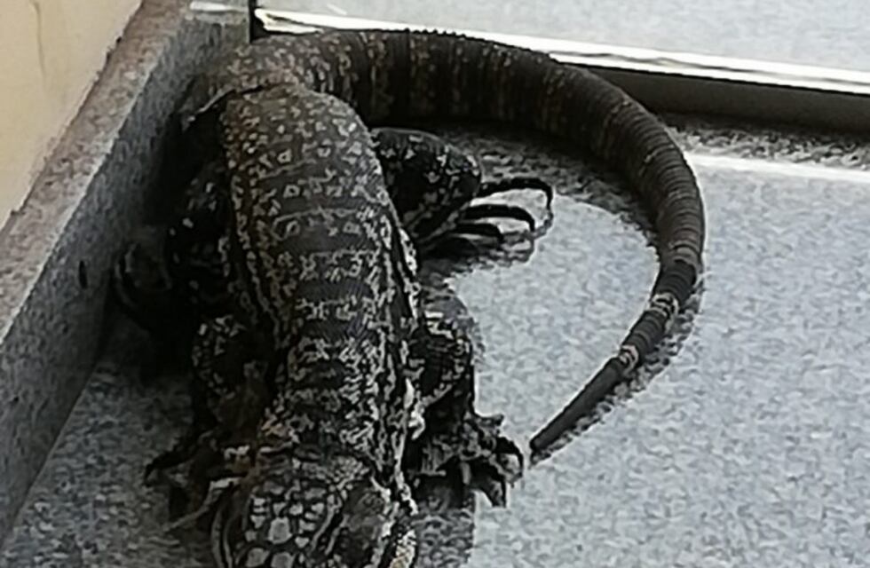 ¡Qué susto!: apareció un lagarto en el patio de una casa en Azul