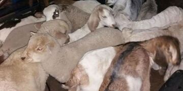 Secuestro de animales