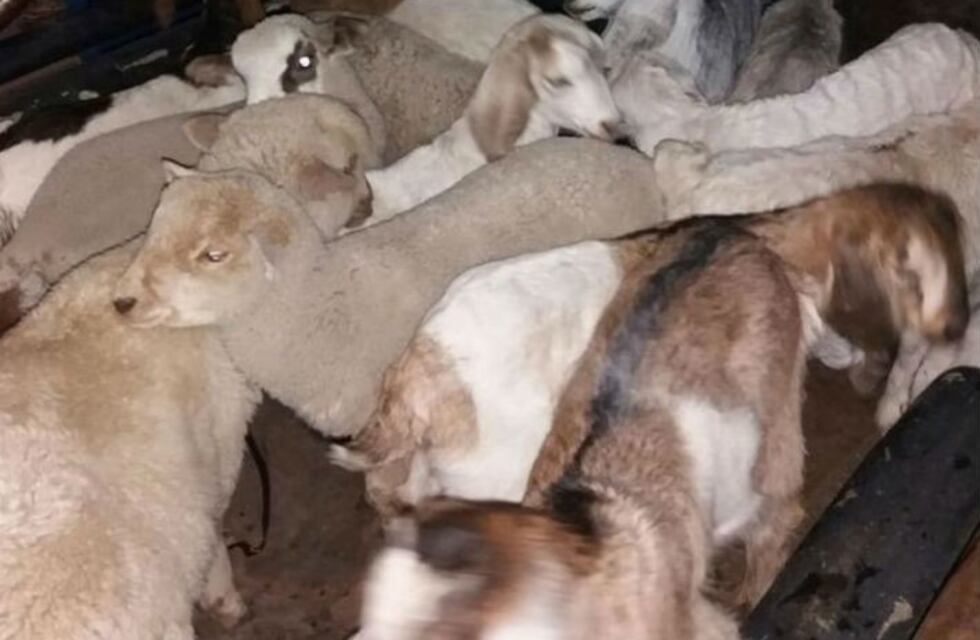 Llevaba 4 corderos y 14 cabritos en una camioneta: secuestraron los animales