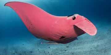 La mantarraya rosa que se volvió viral en las redes\u002E
