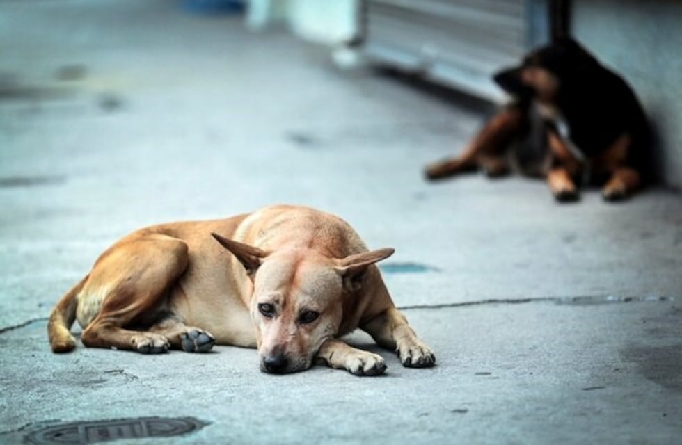 Agua de Oro: Piden a los colegios que eviten animales dentro
