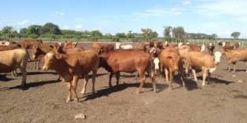 Vaquillonas Braford en Andresito\u002E (WEB)